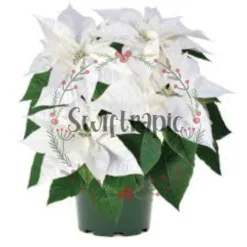 White Poinsettia in New Hampshire